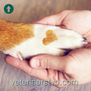 veterinarstvo.com